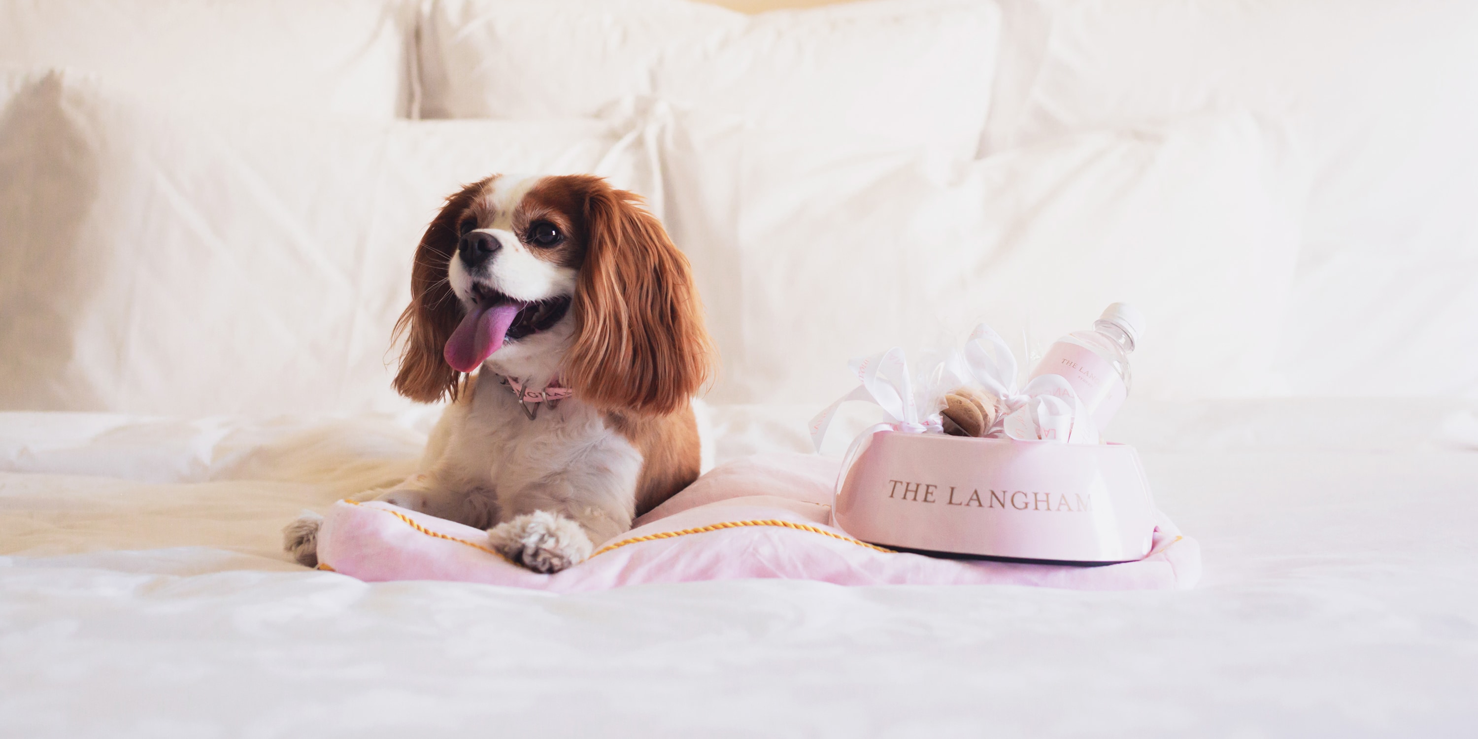Pampered sales pet place
