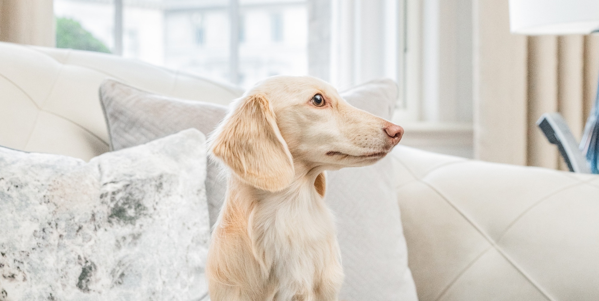 Langham London Pet Friendly