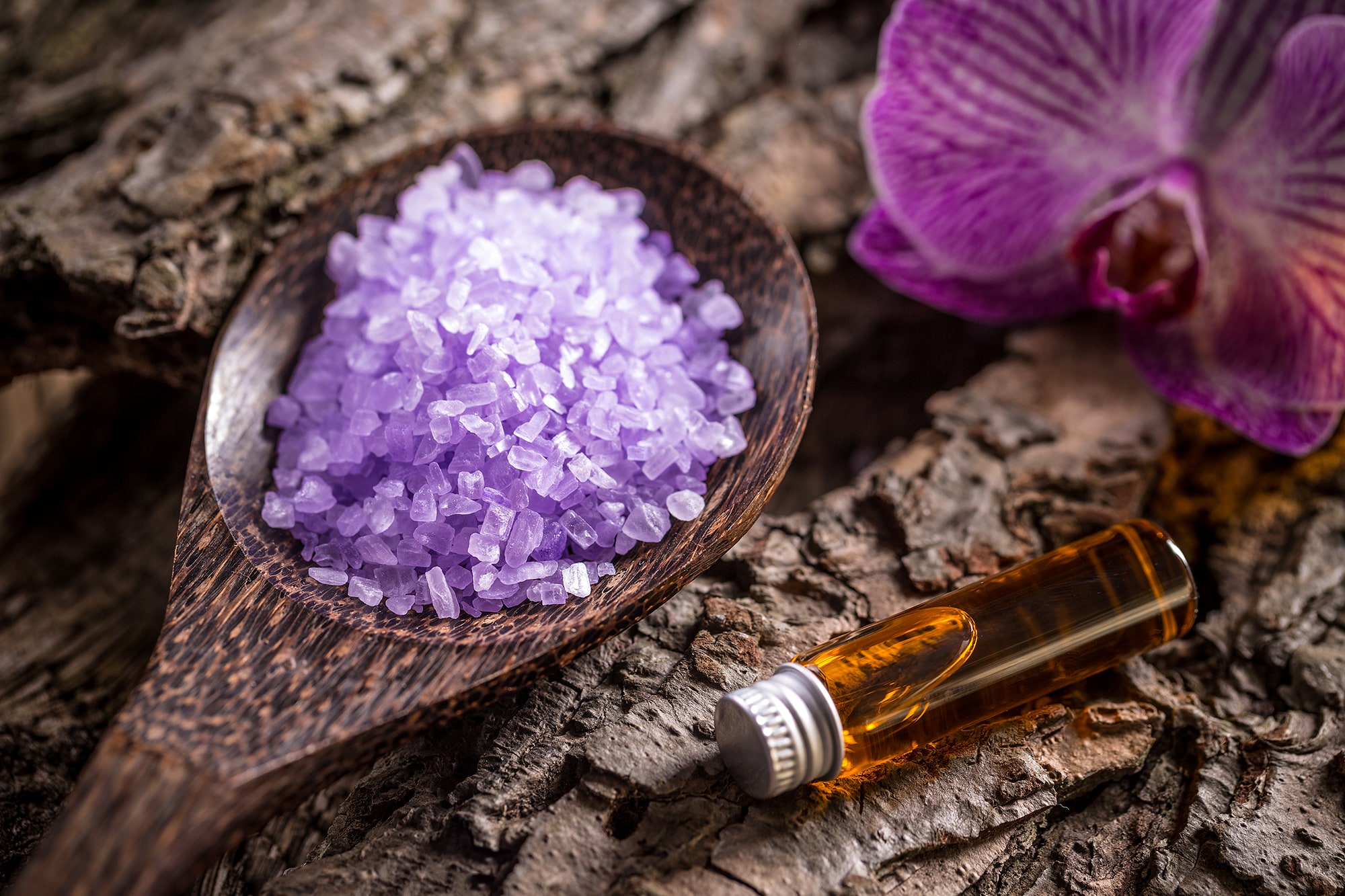 TLLON_The_Lavender_Dream